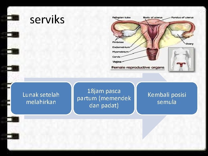 serviks Lunak setelah melahirkan 18 jam pasca partum (memendek dan padat) Kembali posisi semula