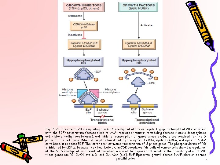 Fig. 6. 20 The role of RB in regulating the G 1–S checkpoint of
