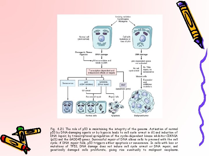 Fig. 6. 21 The role of p 53 in maintaining the integrity of the