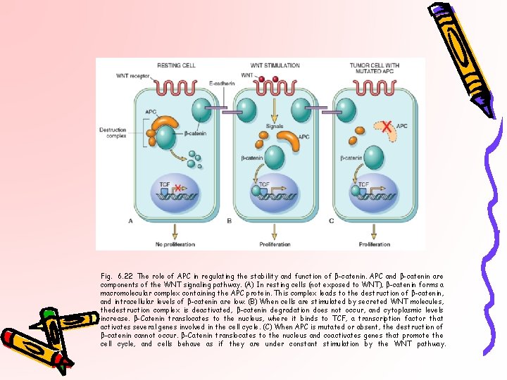 Fig. 6. 22 The role of APC in regulating the stability and function of