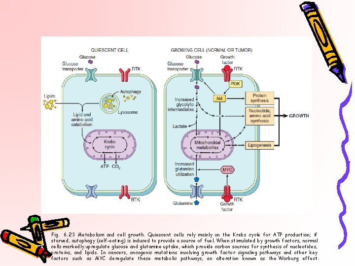 Fig. 6. 23 Metabolism and cell growth. Quiescent cells rely mainly on the Krebs