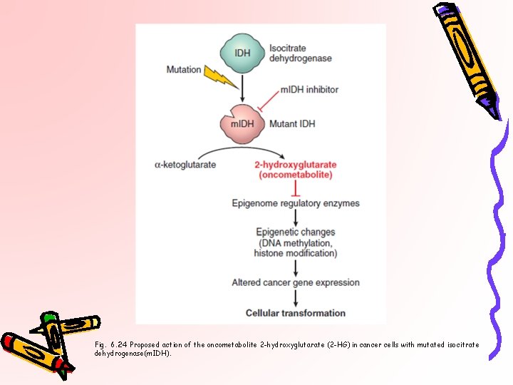 Fig. 6. 24 Proposed action of the oncometabolite 2 -hydroxyglutarate (2 -HG) in cancer