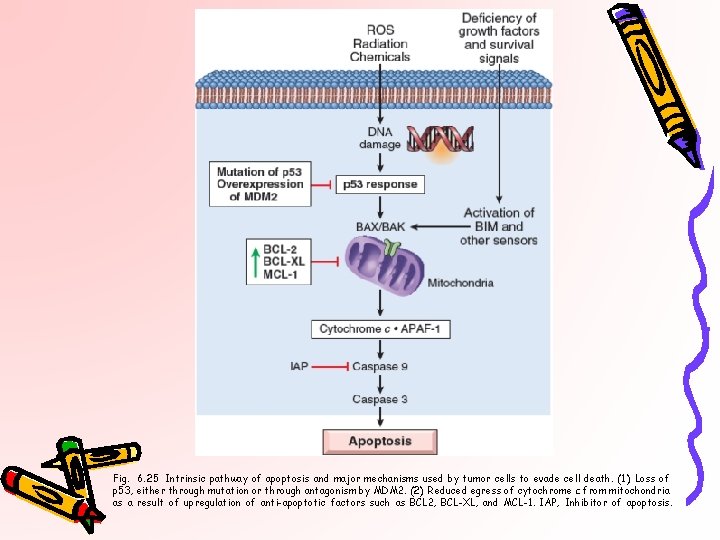 Fig. 6. 25 Intrinsic pathway of apoptosis and major mechanisms used by tumor cells