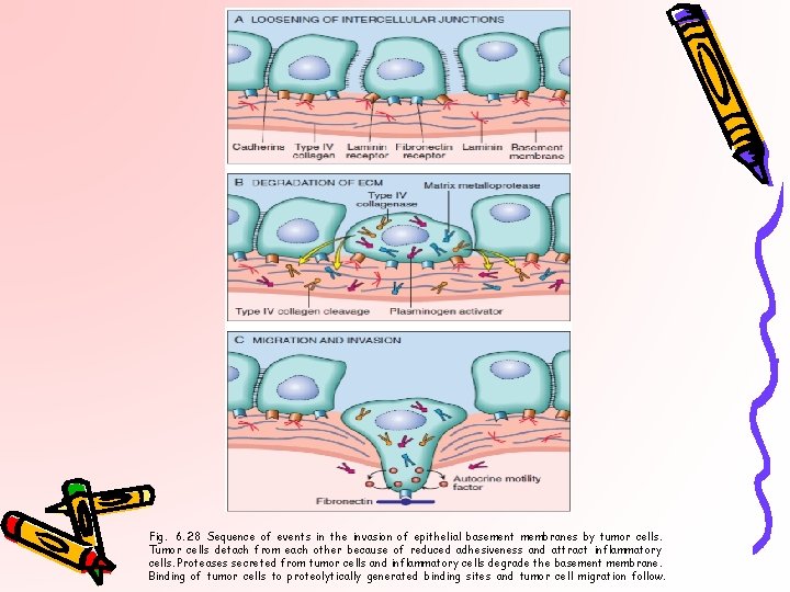 Fig. 6. 28 Sequence of events in the invasion of epithelial basement membranes by