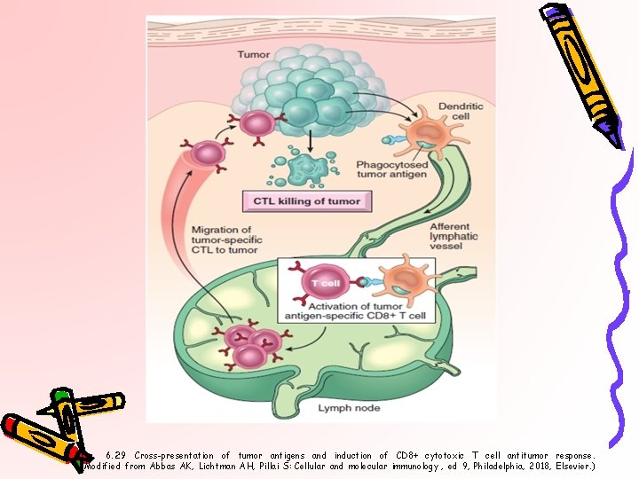 Fig. 6. 29 Cross-presentation of tumor antigens and induction of CD 8+ cytotoxic T