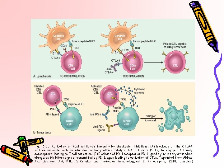 Fig. 6. 30 Activation of host antitumor immunity by checkpoint inhibitors. (A) Blockade of