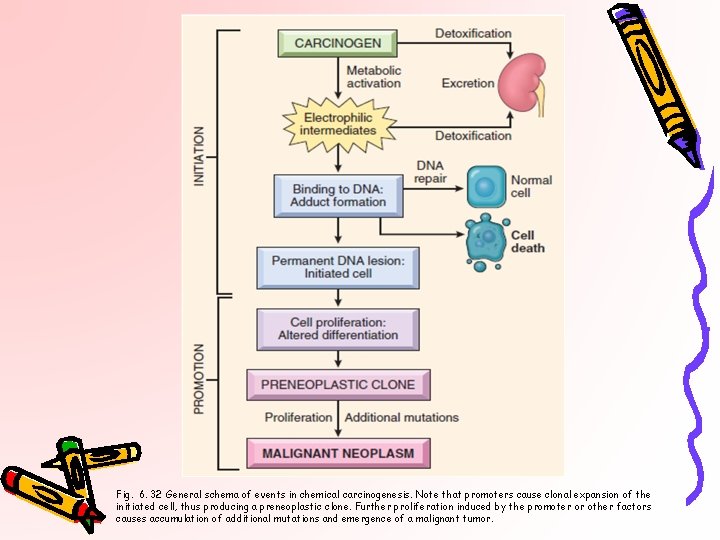 Fig. 6. 32 General schema of events in chemical carcinogenesis. Note that promoters cause