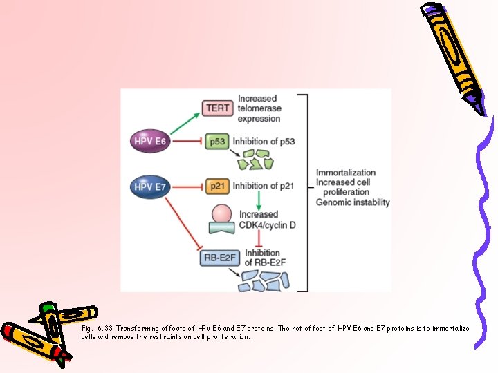 Fig. 6. 33 Transforming effects of HPV E 6 and E 7 proteins. The