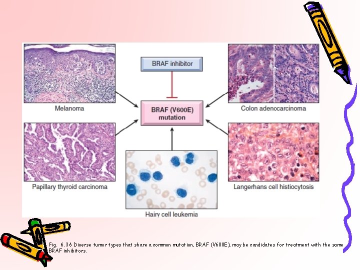 Fig. 6. 36 Diverse tumor types that share a common mutation, BRAF (V 600