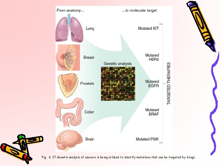 Fig. 6. 37 Genetic analysis of cancers is being utilized to identify mutations that