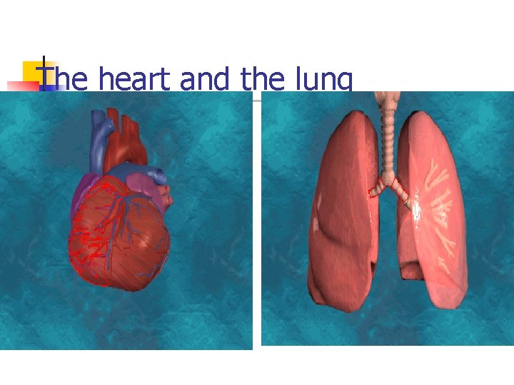 The heart and the lung 