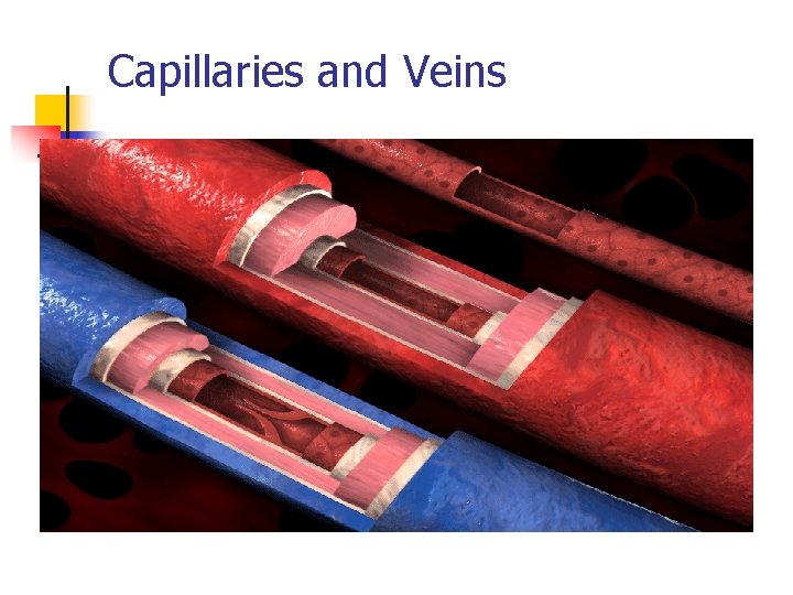 Capillaries and Veins 