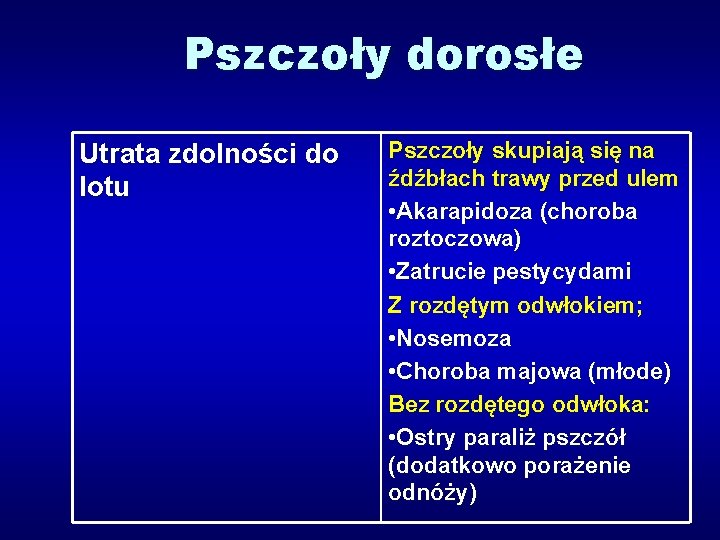 Pszczoły dorosłe Utrata zdolności do lotu Pszczoły skupiają się na źdźbłach trawy przed ulem