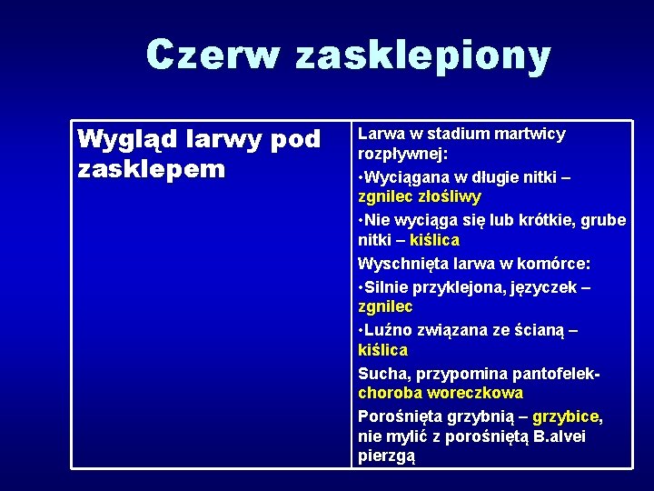 Czerw zasklepiony Wygląd larwy pod zasklepem Larwa w stadium martwicy rozpływnej: • Wyciągana w