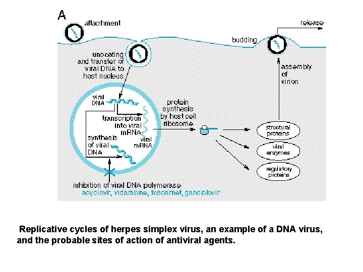 Replicative cycles of herpes simplex virus, an example of a DNA virus, and the