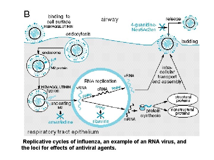 Replicative cycles of influenza, an example of an RNA virus, and the loci for