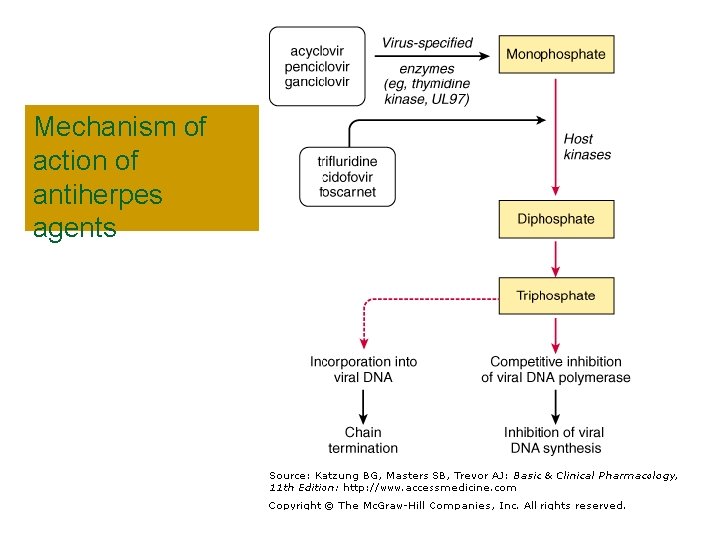 Mechanism of action of antiherpes agents 