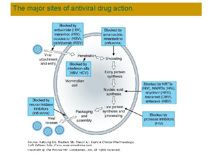 The major sites of antiviral drug action. 