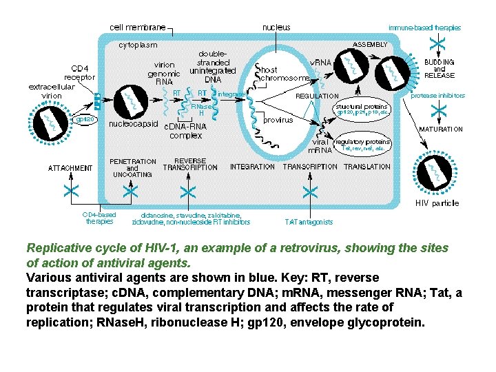 Replicative cycle of HIV-1, an example of a retrovirus, showing the sites of action