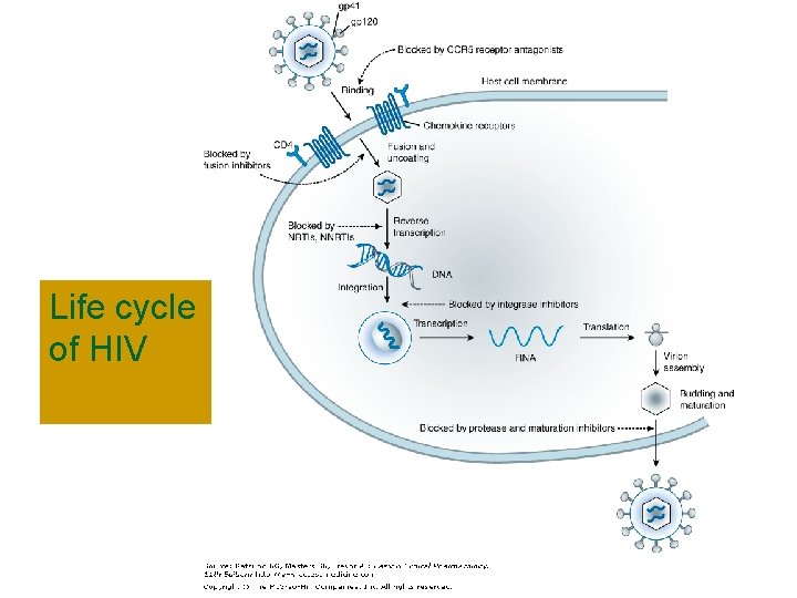 Life cycle of HIV 