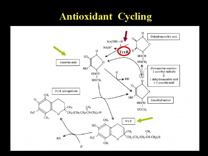 Antioxidant Cycling 