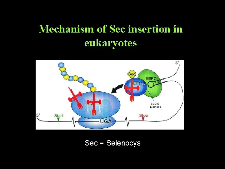 Mechanism of Sec insertion in eukaryotes Sec = Selenocys 