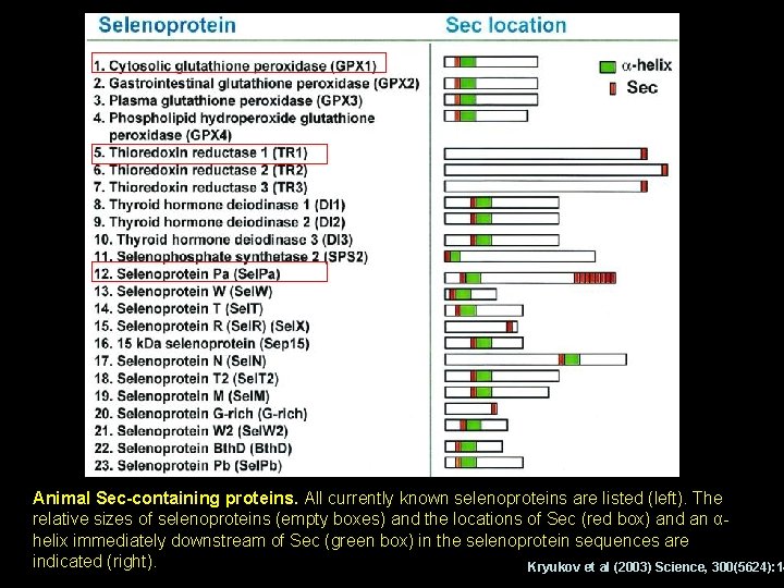 Animal Sec-containing proteins. All currently known selenoproteins are listed (left). The relative sizes of