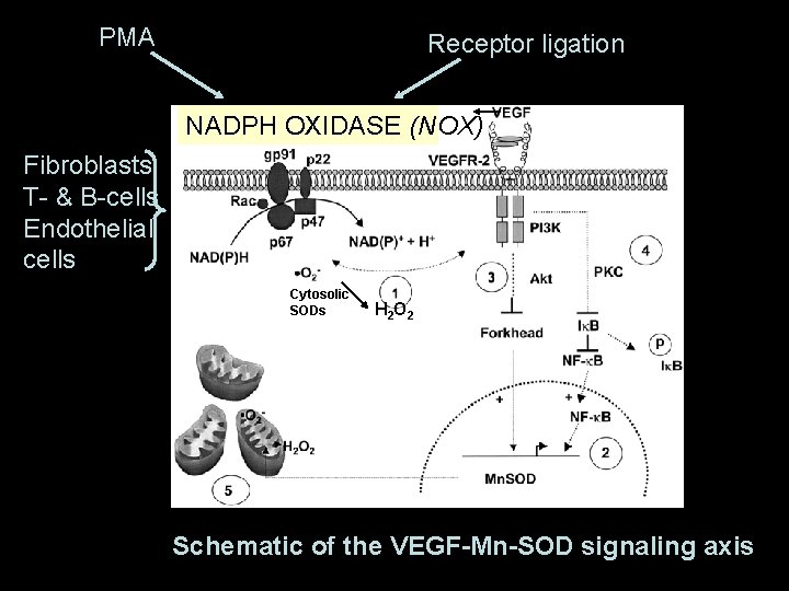 PMA Receptor ligation NADPH OXIDASE (NOX) Fibroblasts T- & B-cells Endothelial cells Cytosolic SODs