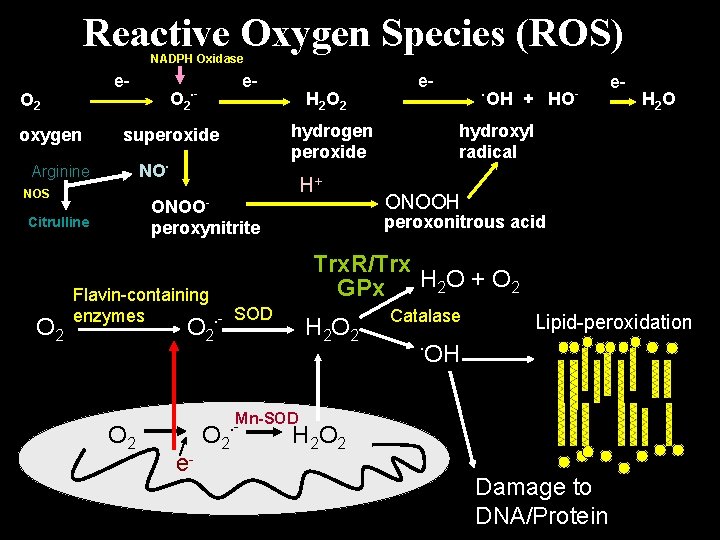 Reactive Oxygen Species (ROS) NADPH Oxidase e- O 2 oxygen NO. NOS H 2