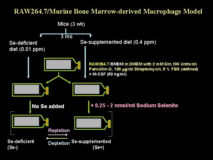 RAW 264. 7/Murine Bone Marrow-derived Macrophage Model Mice (3 wk) 3 mo Se-deficient diet