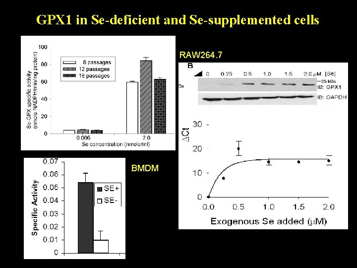 GPX 1 in Se-deficient and Se-supplemented cells RAW 264. 7 BMDM 