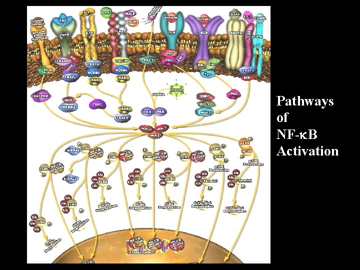 Pathways of NF- B Activation 