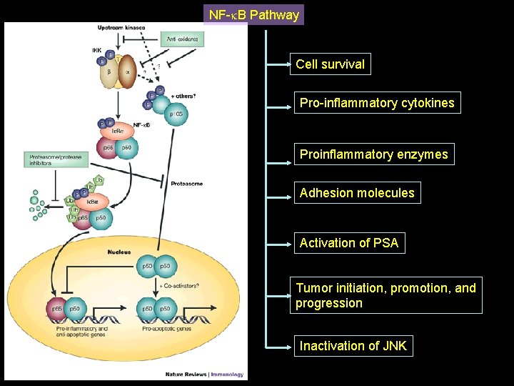 NF-k. B Pathway Cell survival Pro-inflammatory cytokines Proinflammatory enzymes Adhesion molecules Activation of PSA