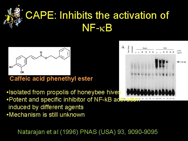 CAPE: Inhibits the activation of NF-k. B Caffeic acid phenethyl ester • Isolated from