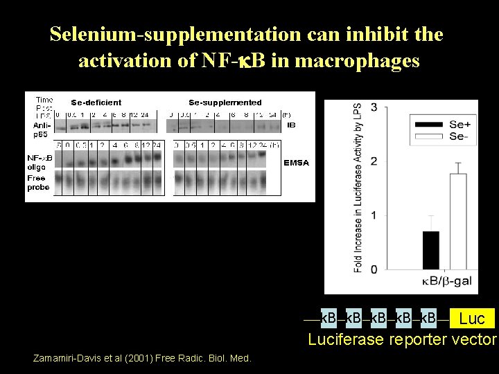 Selenium-supplementation can inhibit the activation of NF- B in macrophages Luciferase reporter vector k.