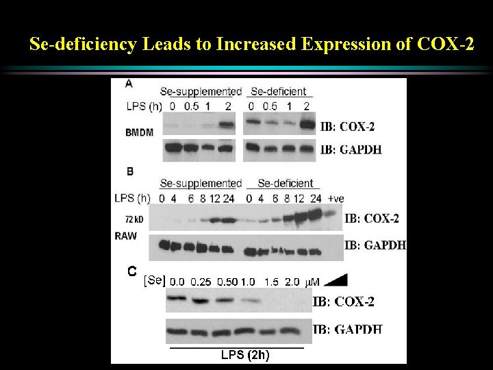 Se-deficiency Leads to Increased Expression of COX-2 