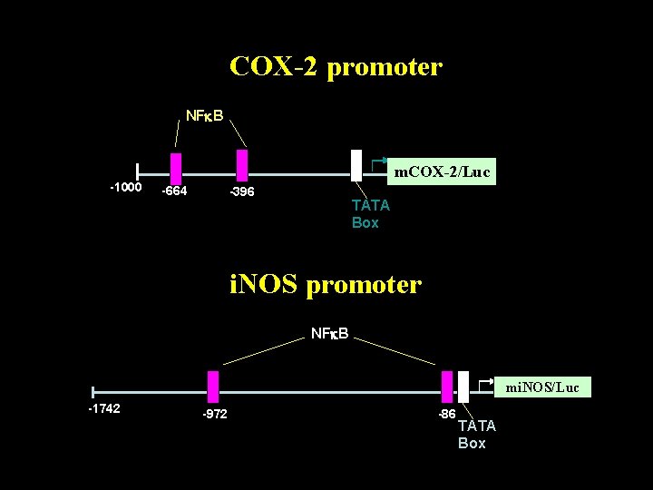 COX-2 promoter NF B -1000 m. COX-2/Luc -664 -396 TATA Box i. NOS promoter