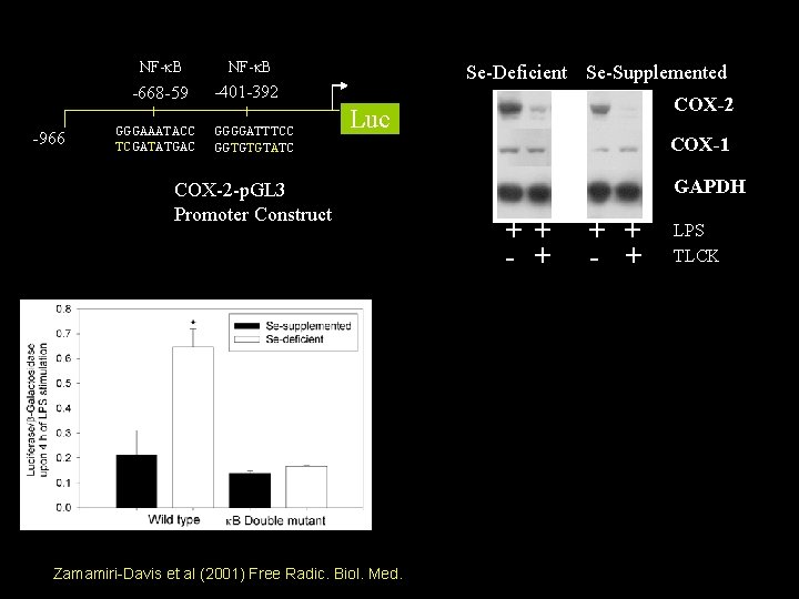 -966 NF-k. B -668 -59 -401 -392 GGGAAATACC TCGATATGAC GGGGATTTCC GGTGTGTATC Se-Deficient Se-Supplemented COX-2