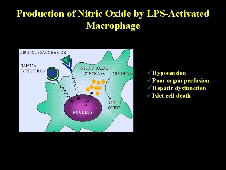 Production of Nitric Oxide by LPS-Activated Macrophage üHypotension üPoor organ perfusion üHepatic dysfunction üIslet
