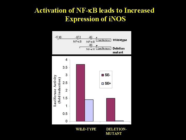 Activation of NF- B leads to Increased Expression of i. NOS WILD-TYPE DELETIONMUTANT 