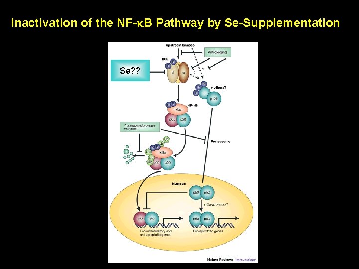 Inactivation of the NF- B Pathway by Se-Supplementation Se? ? 
