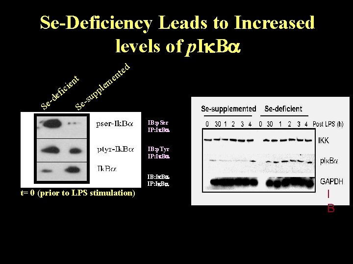 Se-Deficiency Leads to Increased levels of p. I Ba d e t n e