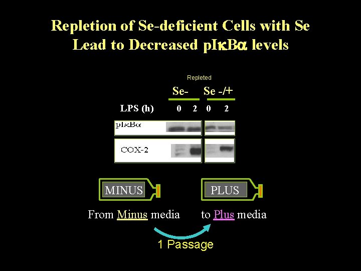 Repletion of Se-deficient Cells with Se Lead to Decreased p. I Ba levels Repleted