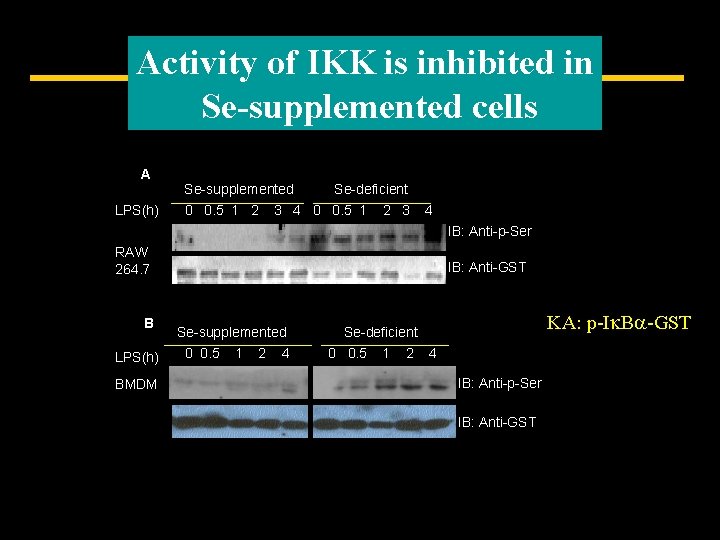 Activity of IKK is inhibited in Se-supplemented cells A LPS(h) Se-supplemented 0 0. 5