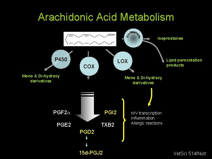 Arachidonic Acid Metabolism Isoprostanes P 450 COX Mono & Di-hydroxy derivatives PGH 2 PGF