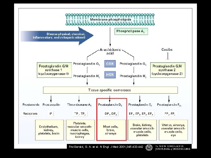 Fitz. Gerald, G. A. et al. N Engl J Med 2001; 345: 433 -442