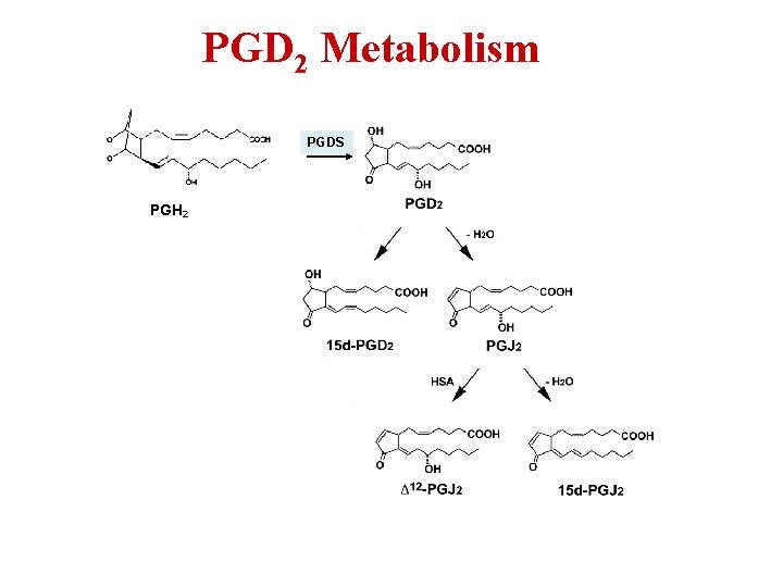 PGD 2 Metabolism PGDS PGH 2 