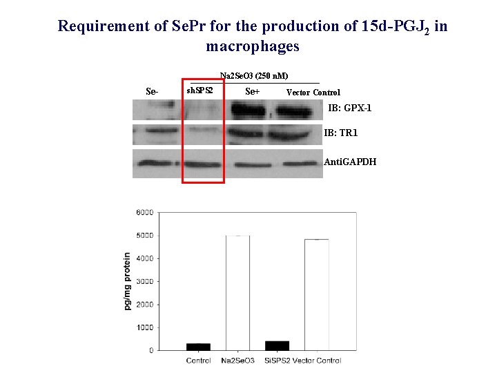Requirement of Se. Pr for the production of 15 d-PGJ 2 in macrophages Na