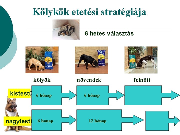 Kölykök etetési stratégiája 6 hetes választás kölyök kistestű nagytestű 6 hónap növendék 6 hónap