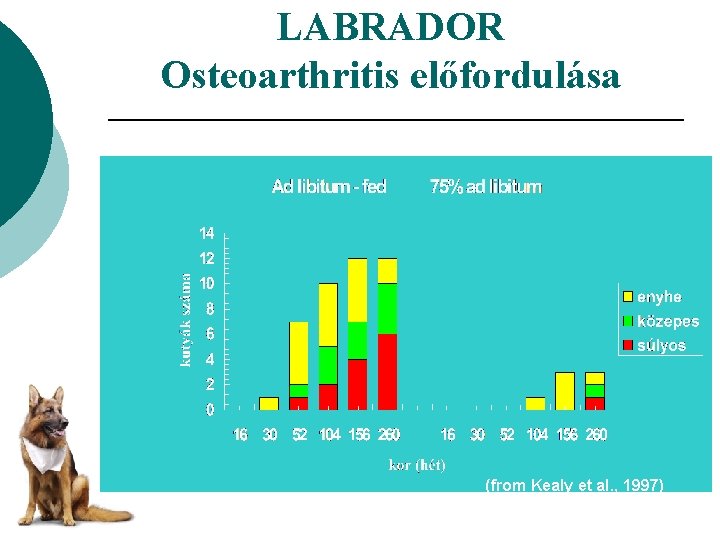 LABRADOR Osteoarthritis előfordulása (from Kealy et al. , 1997) 